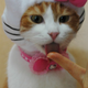 Illustration for article titled Japans Hello Kitty Cat Humiliation System